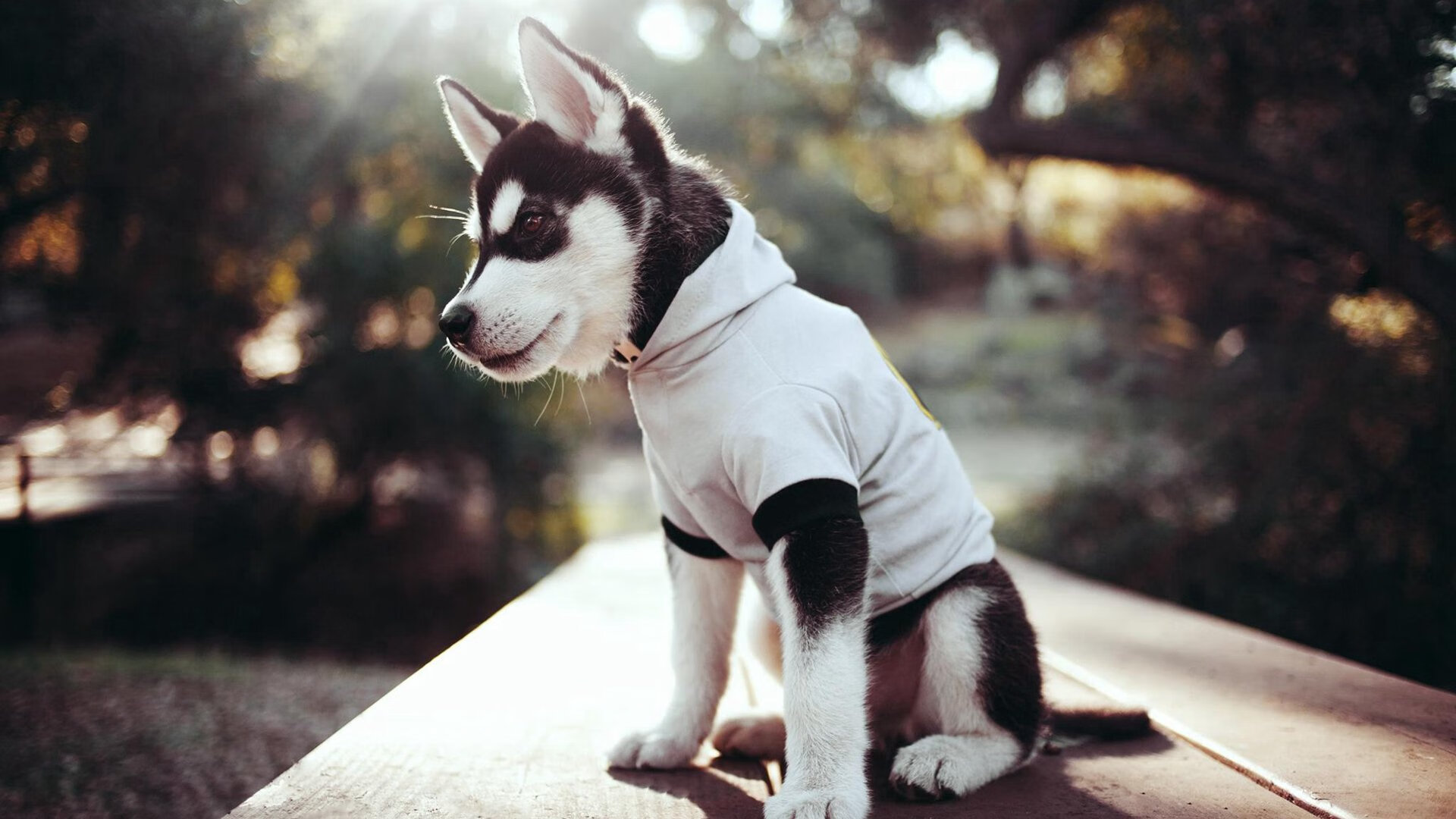 切尔西门将数次关键扑救保卫胜果，切尔西门将是谁