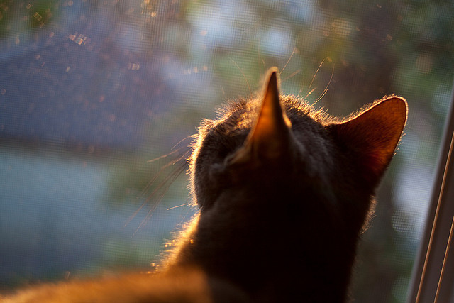 爱游戏下载-节奏变化能否打乱对手防守部署，节奏打击