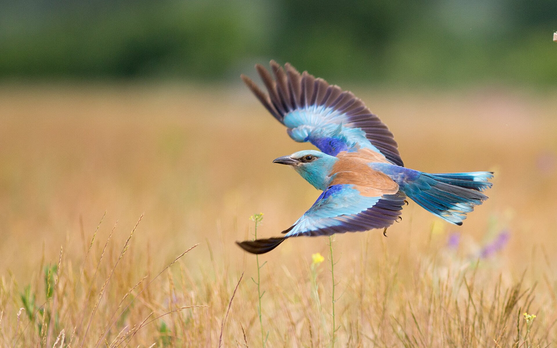 中国足球俱乐部社区青训项目成果显著,中国足球青训俱乐部排名