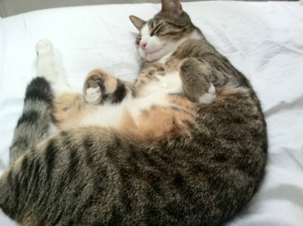 冬季滑雪体验营吸引家庭组团参与,冬季滑雪场有哪些娱乐项目