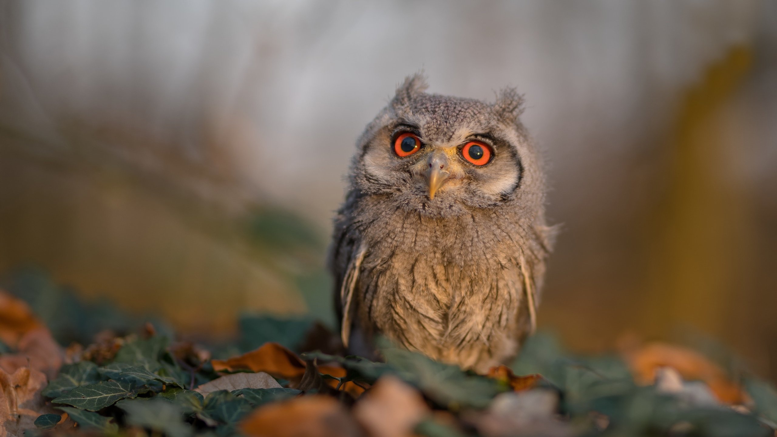 意甲快速反击:刹那间突破重围!,意甲防守反击