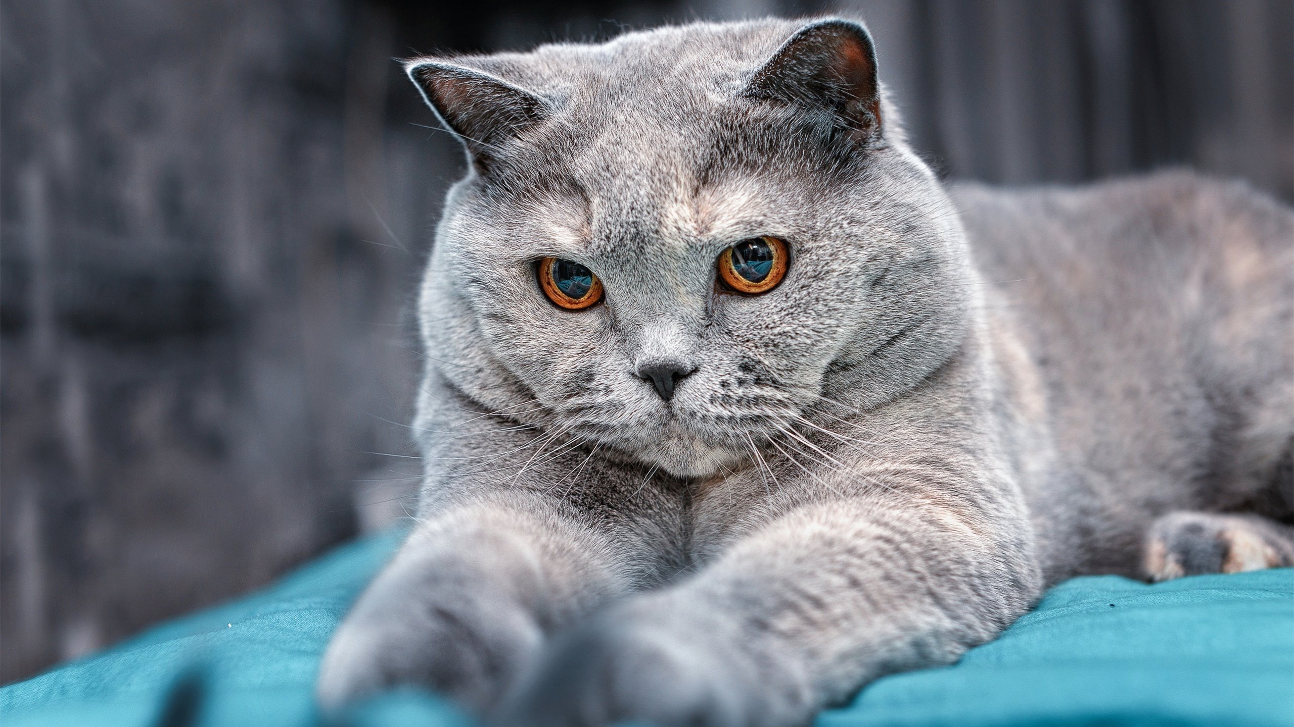 本土联赛国际化进程提速推动全球化视野布局,本土化与国际化