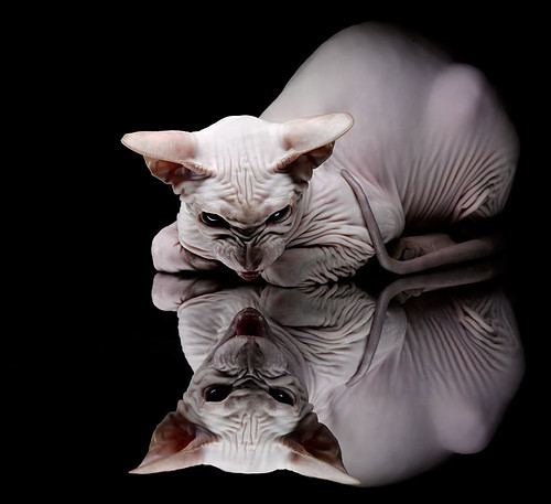 波波维奇冲刺阶段爆发力惊艳赛场,波波维奇很厉害吗