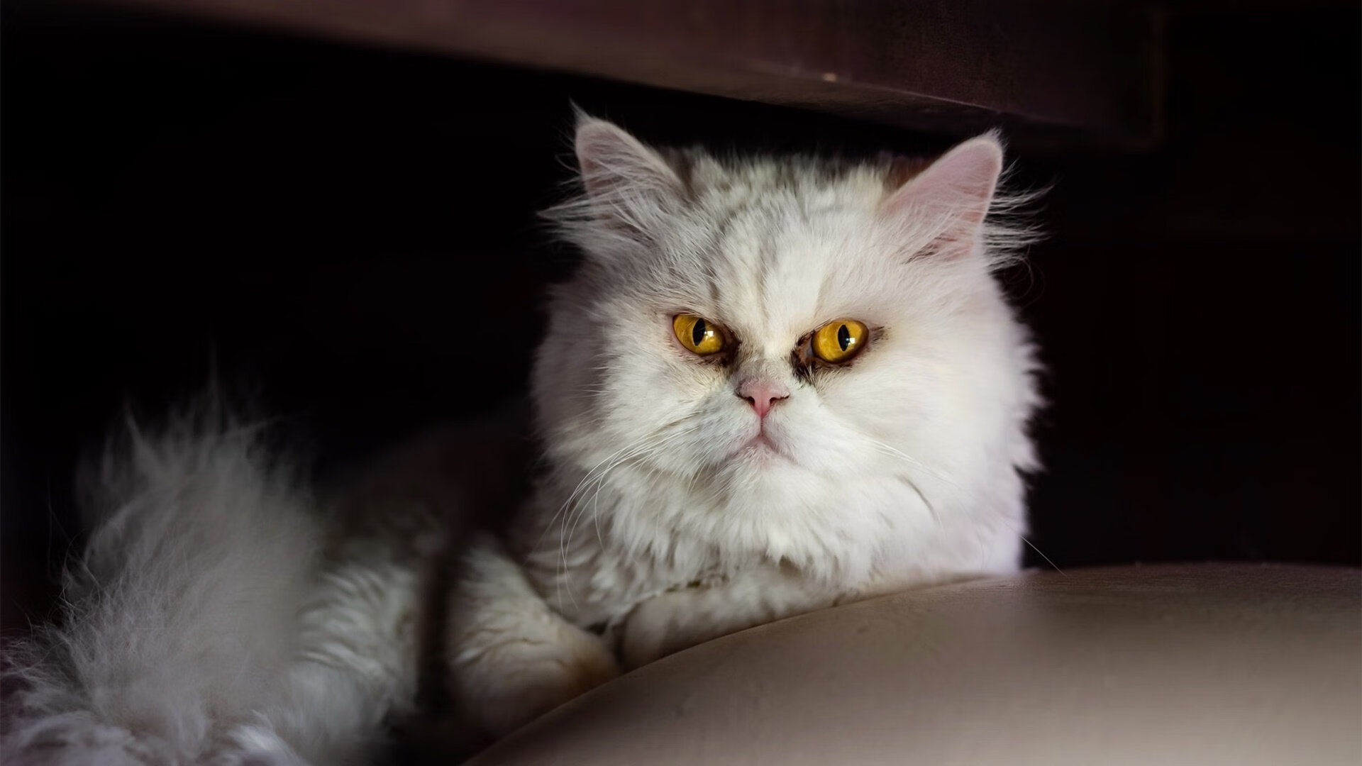 爱游戏平台-澳大利亚男队全球热度持续攀升，澳大利亚男子足球队名单