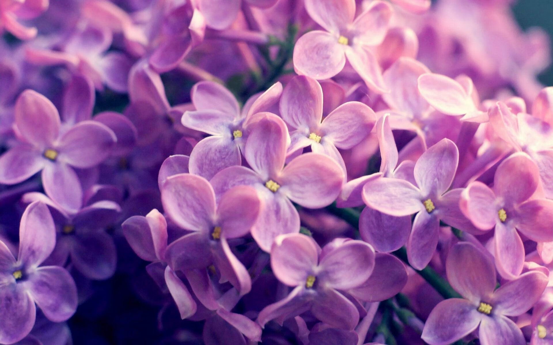 赛尔·阿尔斯塔：从世界杯冠军到南非队灵魂人物，阿尔塞特